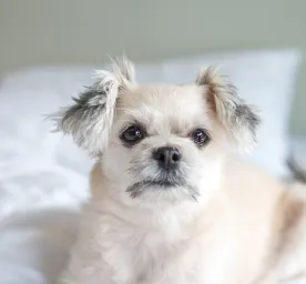 Pomapoo