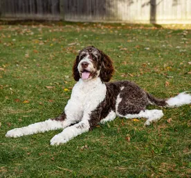 Bernedoodle