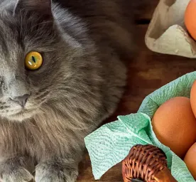 Can Cats Eat Eggs?