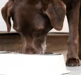 Can Dogs Eat Bread?