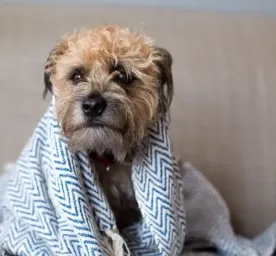 Can Dogs Get Colds or Flu?