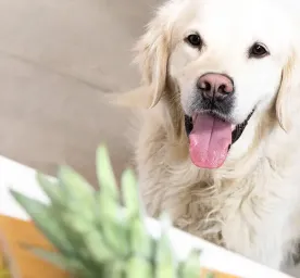 Can Dogs Eat Pineapple?