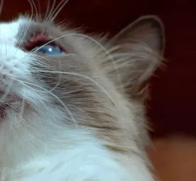 Cat Acne and How to Treat It