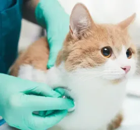 Why is My Cat Coughing?