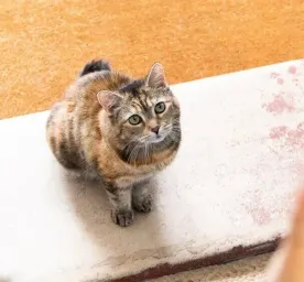 Cat Labour and Giving Birth
