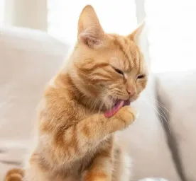 Cat Ticks: Causes, Signs and Treatment