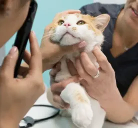Cat Conjunctivitis: Symptoms and Treatment