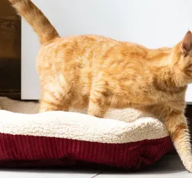 Why Do Cats Wag Their Tails?