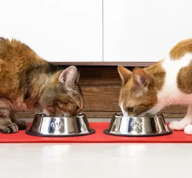 Wet or dry cat food?