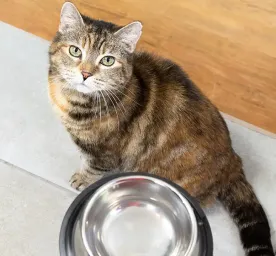 Food Allergies in Cats