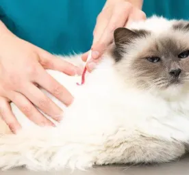 How to Remove a Tick from a Cat