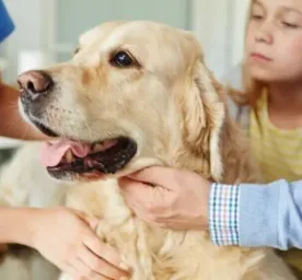 Dog Vomiting – Causes & Treatment