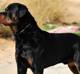 10 Giant Dog Breeds