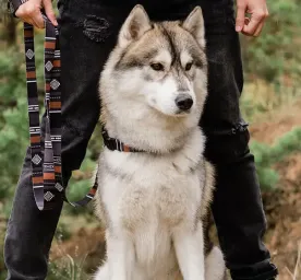 Hound Dogs: Everything You Need to Know
