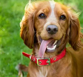 10 Facts About Puppies