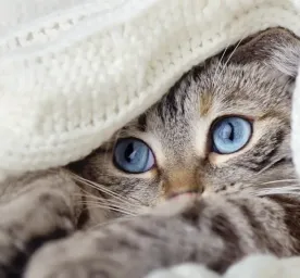 FIP in Cats: What You Need to Know