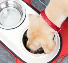 Feeding Your Adult Dog