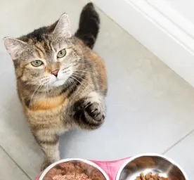 Feeding Your Cat During Pregnancy
