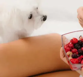 Can Dogs Eat Raspberries?