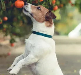 What Fruits Can Dogs Eat?