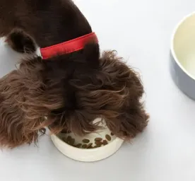 What Do Dogs Eat?