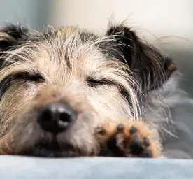 Adopting an Older Dog