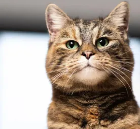 Cat Stroke: Symptoms and Treatment