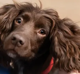 Dog Stroke: Symptoms and Treatment