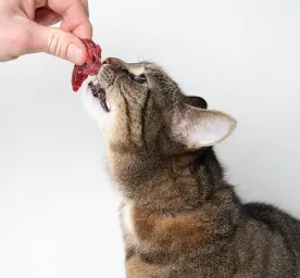 Can Cats Eat Raw Meat? All About Raw Food Diets for Cats