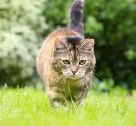 Harmful Substances and Poisonous Foods for Cats