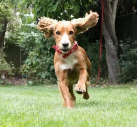 How Much Does a Puppy Cost? All You Need to Know