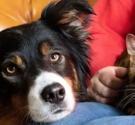 How to Stop Your Dog Chasing Your Cat