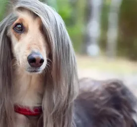 12 Long-Haired Dog Breeds