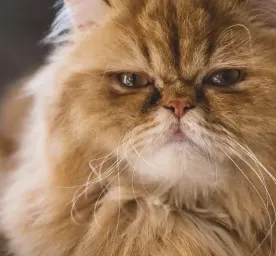 Breathing Problems in Flat-faced Cat Breeds