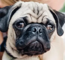 Top 9 Pug Health Problems to Look Out For