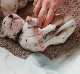 Puppy Buying Guide: Finding the Right Breeder