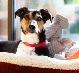 Puppy Sleeping Arrangements