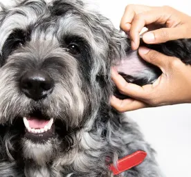 Recognising and Treating Dog Mites