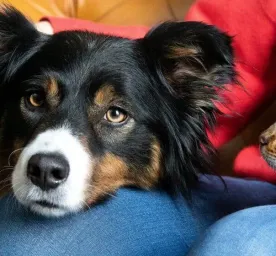 Should I Get a Cat or Dog?