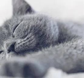 Sleeping Arrangements for a Kitten’s First Night Home