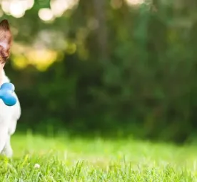 Terrier Dog Breeds: Everything You Need to Know