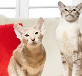 The Best Boy and Girl Kitten Names