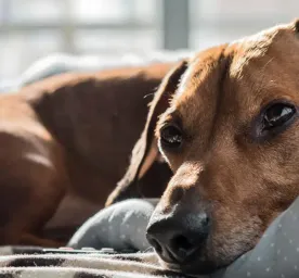 Things to Look Out for During Dog Labour