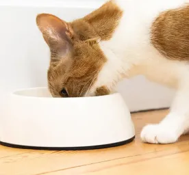 Understanding Your Cat’s Liver Condition