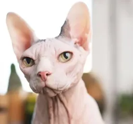 Why Adopt an Older Cat?