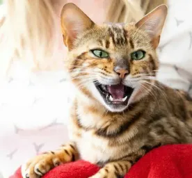 Why Does My Cat Meow at Night?