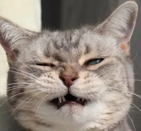 Why Is My Cat Sneezing?