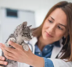 Why Is My New Kitten Not Eating?