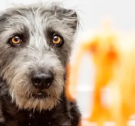 Can Dogs Eat Pasta, Spaghetti or Noodles?