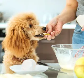 Can Dogs Eat Pears?